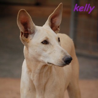 kelly c1 2901-448-3